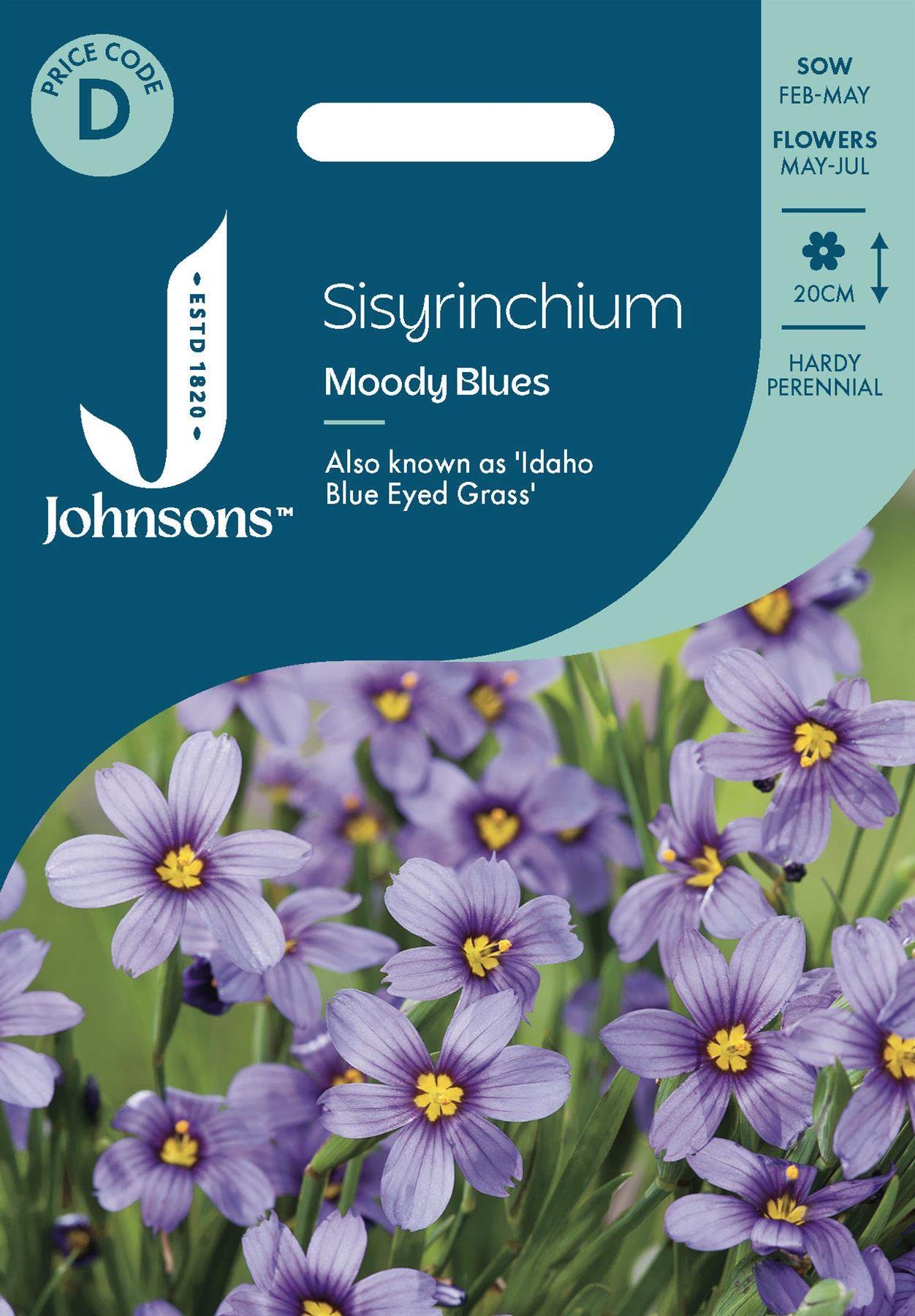 Johnsons - Sisyrinchium Moody Blues - 20 Seeds