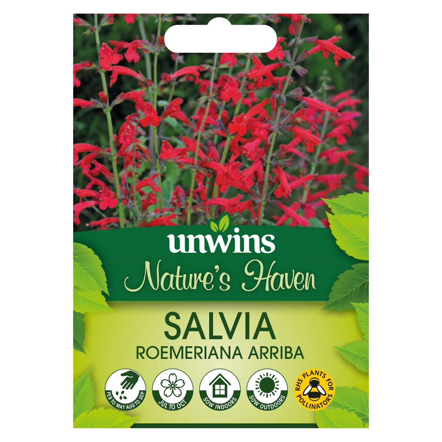 Unwins Flower Salvia roemeriana Arriba - 20 Seeds