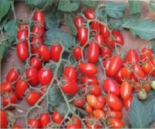 Tomato Modus F1 Hybrid Seeds