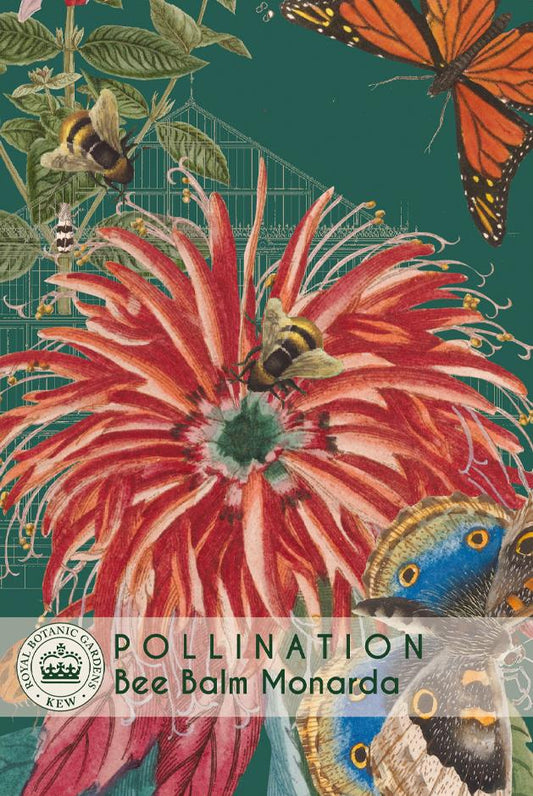 Thompson & Morgan Kew Pollinators Flower Bee Balm - 80 Seeds