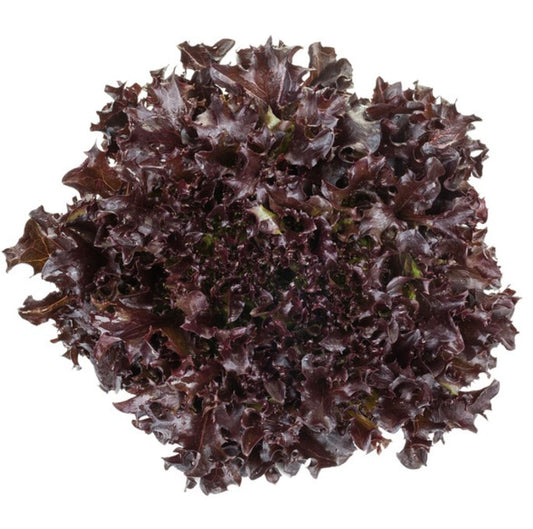 Lettuce Salanova Knox Crisp Frisee Barbex RZ Seeds