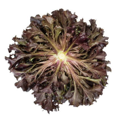 Lettuce Salanova Knox Crisp Frisee Barbex RZ Seeds