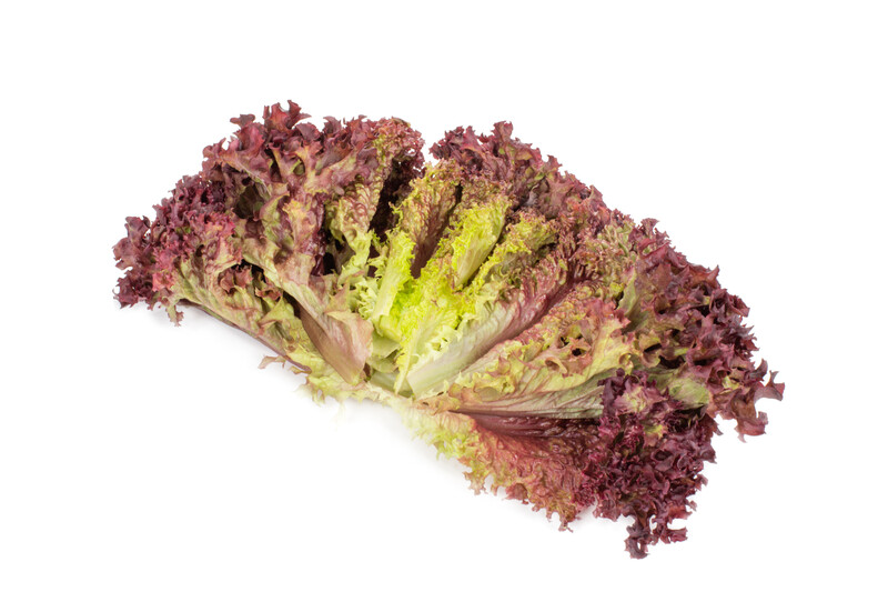 Lettuce Basalmine RZ (86-540) Untreated Seeds