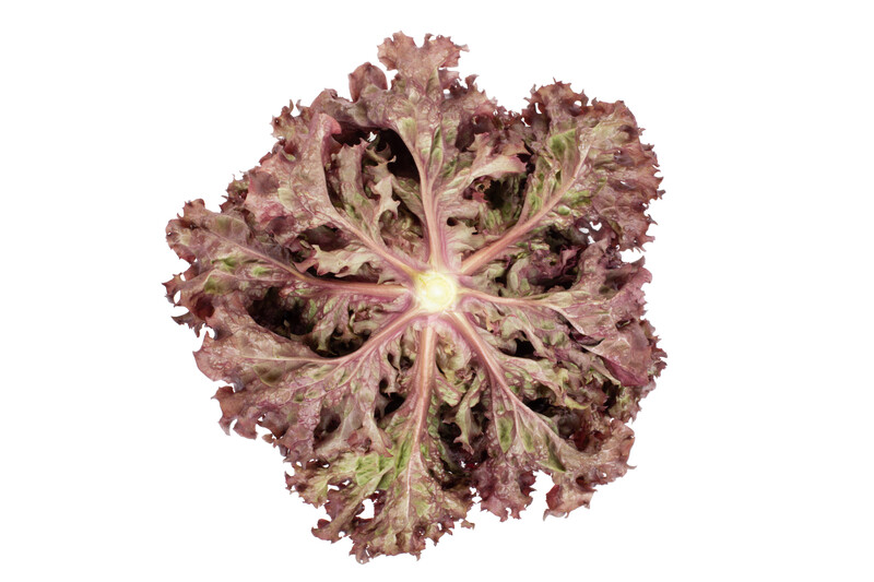 Lettuce Basalmine RZ (86-540) Untreated Seeds