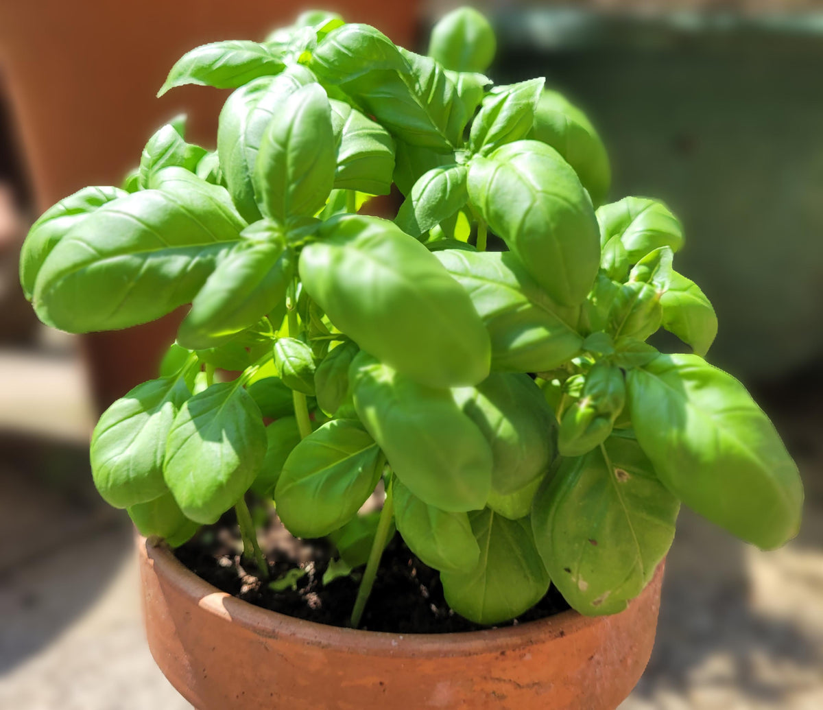 Growing Basil