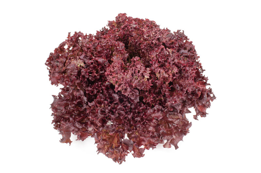 Lettuce Basalmine RZ (86-540) Untreated Seeds