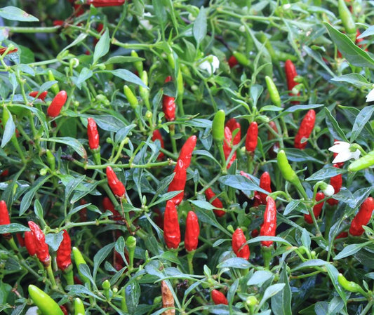 Chilli Pepper Hot Birds Eye Seeds