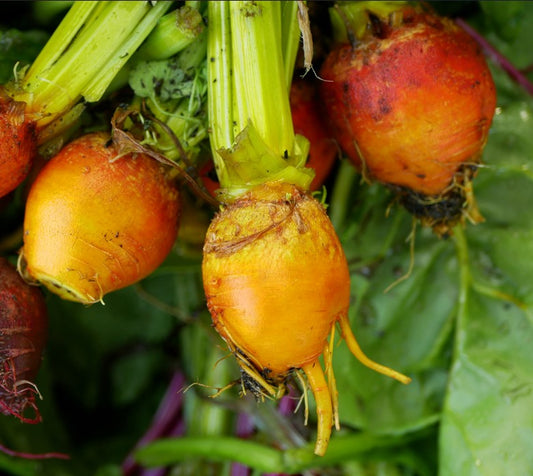 Beetroot Boldor F1 Hybrid Seeds