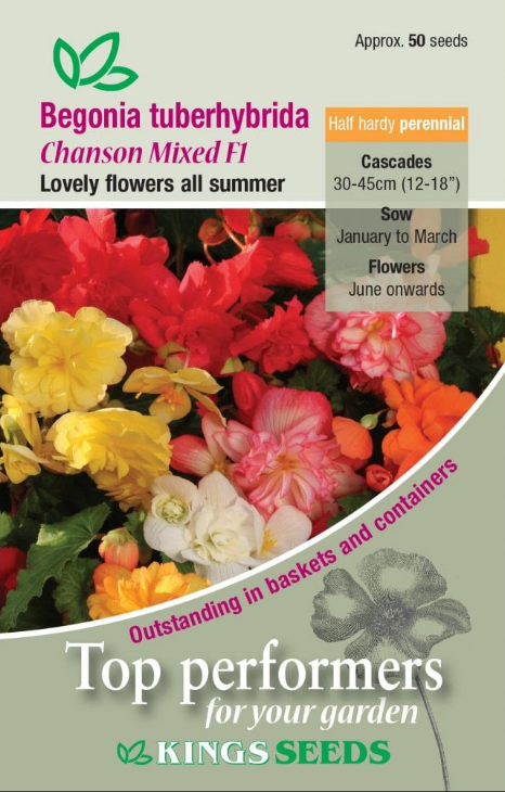 Kings Seeds Begonia Chanson Mixed F1 - 50 Seeds