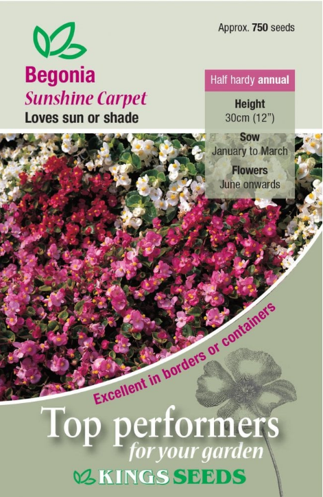 Kings Seeds Begonia Sunshine Carpet - 750 Seeds