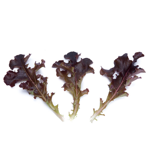 Lettuce Dark Red Oakleaf Bourdais RZ Seeds