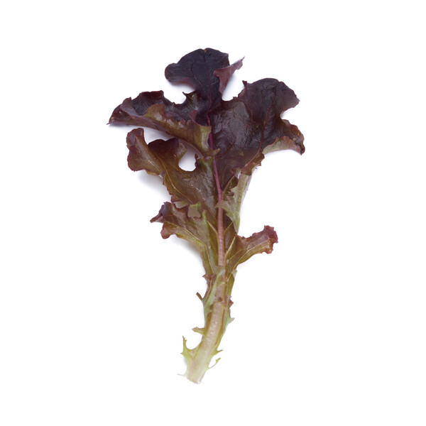 Lettuce Dark Red Oakleaf Bourdais RZ Seeds