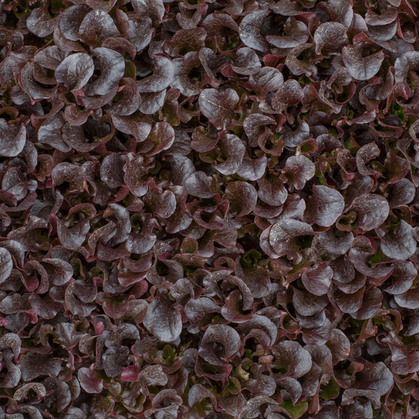 Lettuce Dark Red Oakleaf Bourdais RZ Seeds