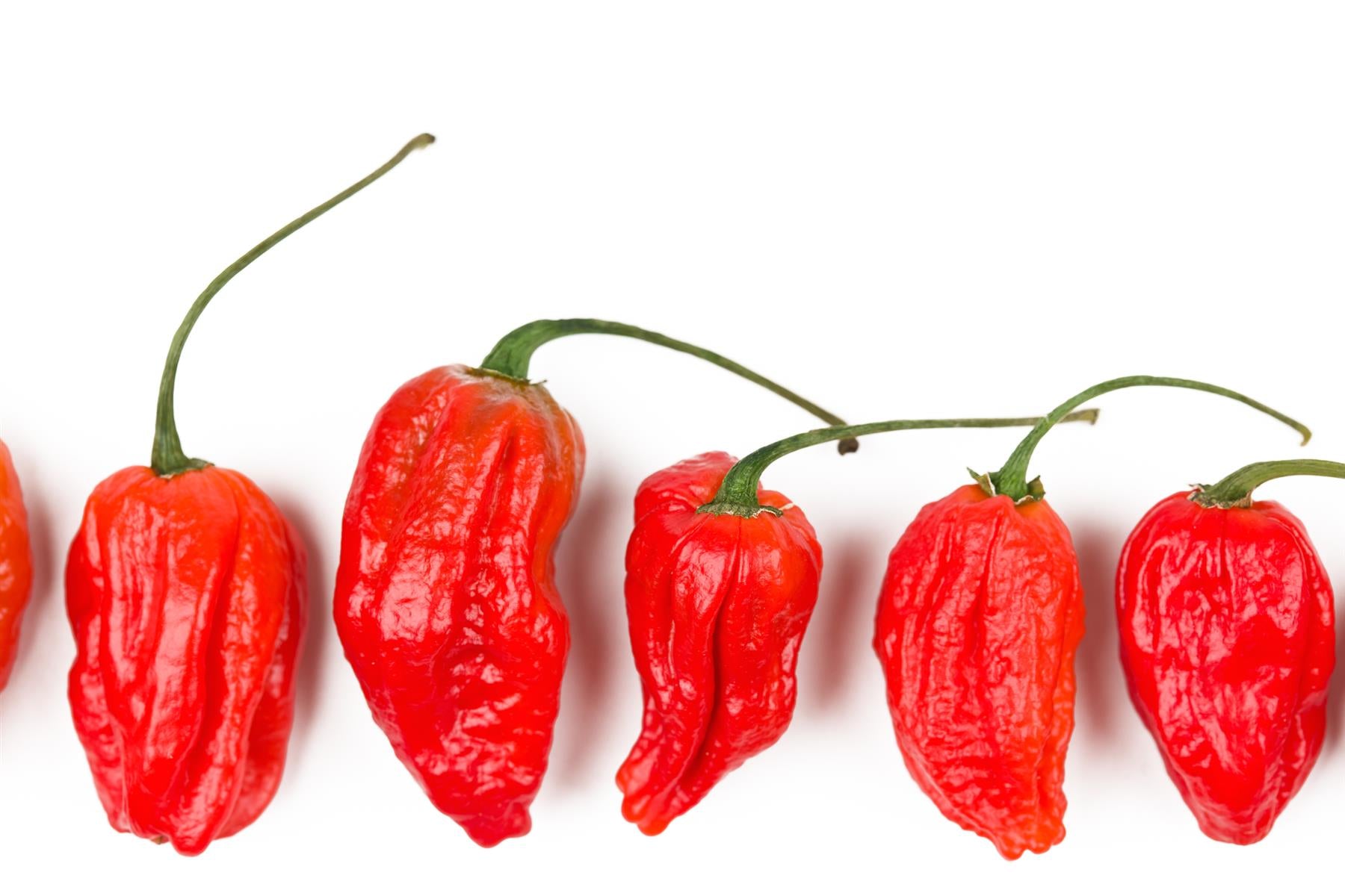 Chilli Pepper Hot Naga Morich Seeds – JustSeed