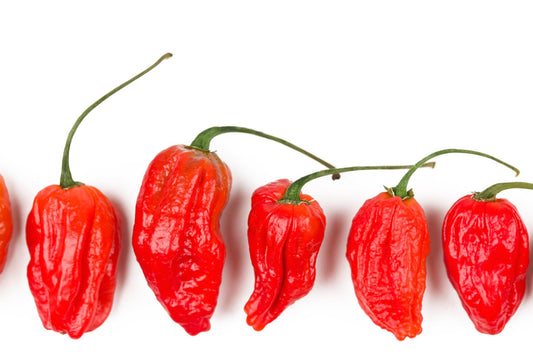 Chilli Pepper Hot Naga Morich Seeds