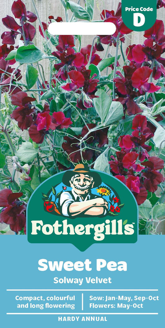 Fothergills Sweet Pea Solway Velvet Seeds