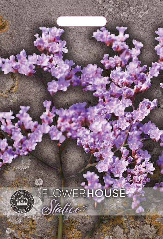 Thompson & Morgan Kew Flower limonium-gmelinii (Siberian Statice) - 50 Seeds