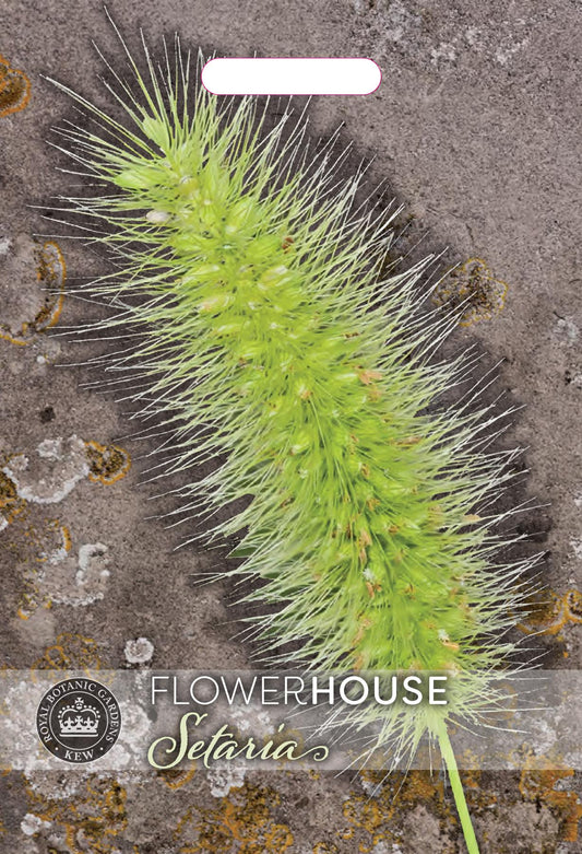 Thompson & Morgan Kew Flower Grasses Setaria viridis Caramel - 150 Seeds