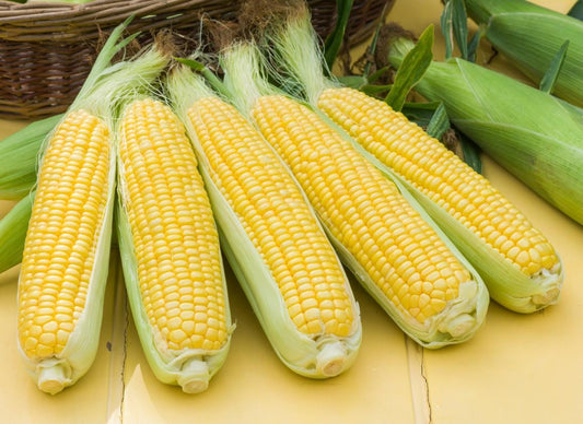 Sweetcorn Tyson F1 Hybrid Seeds