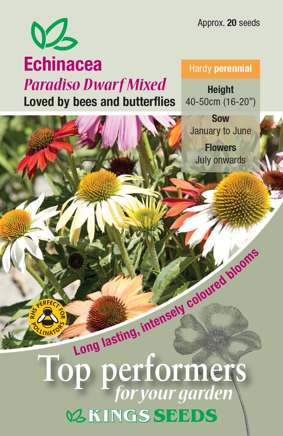 Kings Seeds - Flower - Echinanea Paradiso Dwarf Mixed Seeds