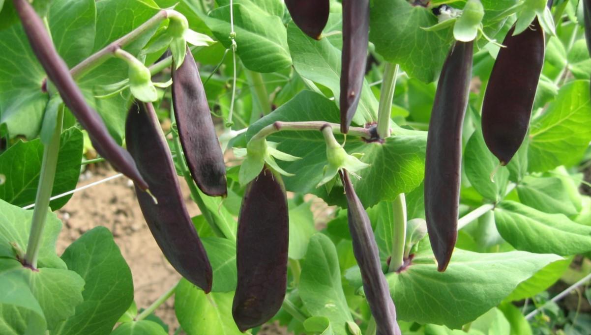 Pea Purple Mangetout Snow Pea Shiraz Seed