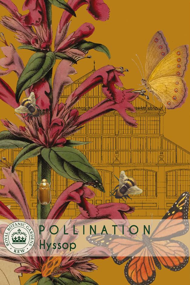 Thompson & Morgan Kew Pollinators Herb Hyssop - 150 Seeds