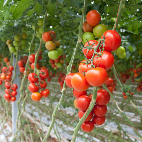 Tomato Cappricia RZ (72-466) F1 GSPP Seeds