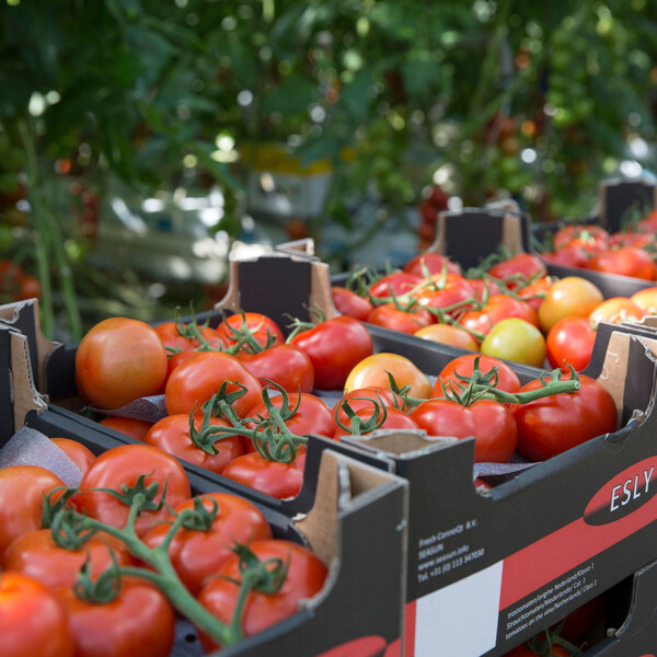 Tomato Cappricia RZ (72-466) F1 GSPP Seeds