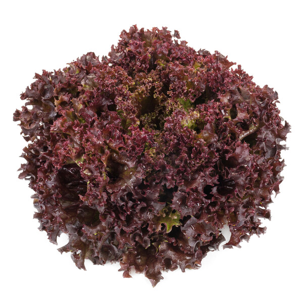 Lettuce Red Leaf Carnelian RZ Seeds