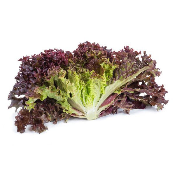 Lettuce Red Leaf Carnelian RZ Seeds