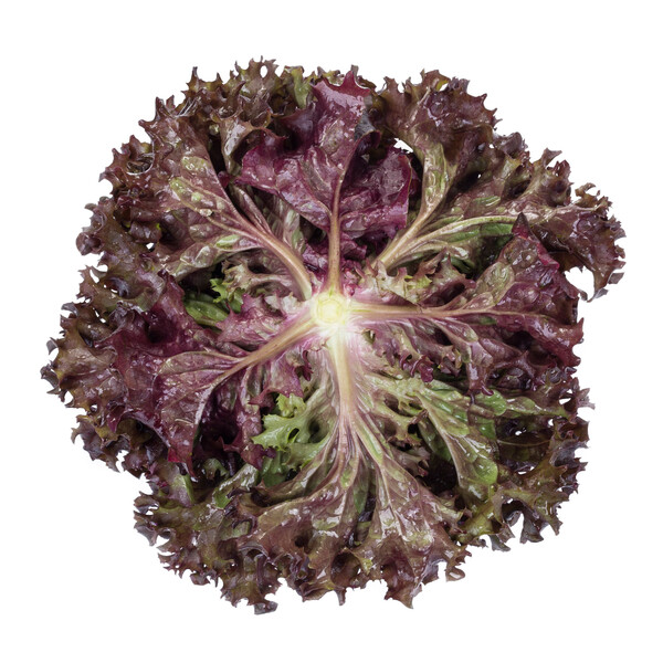 Lettuce Red Leaf Carnelian RZ Seeds