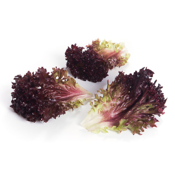 Lettuce Red Leaf Carnelian RZ Seeds