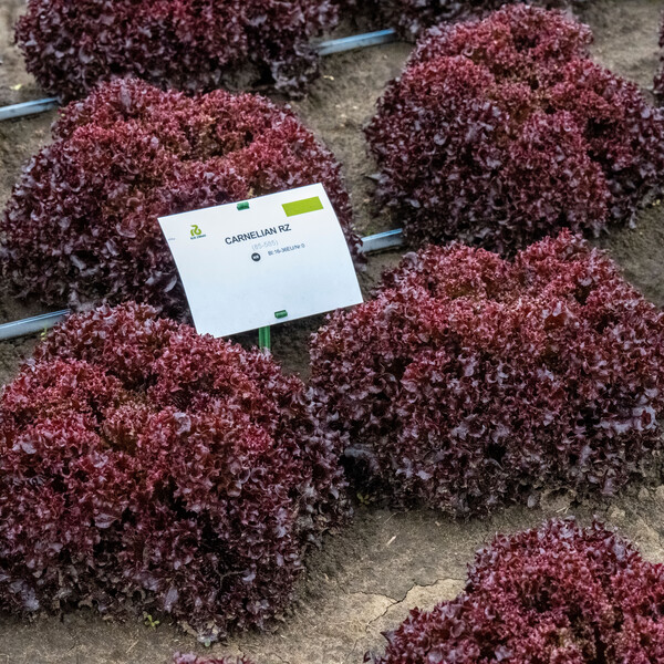 Lettuce Red Leaf Carnelian RZ Seeds