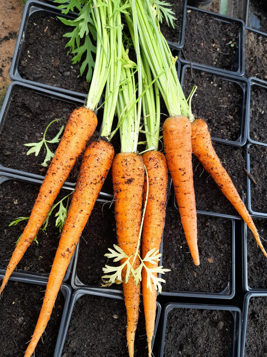 Organic Carrot Early Nantes Seeds