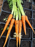 Organic Carrot Early Nantes