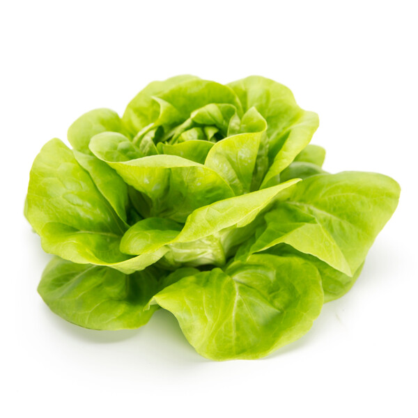 Lettuce Butterhead Cecilia RZ Seeds