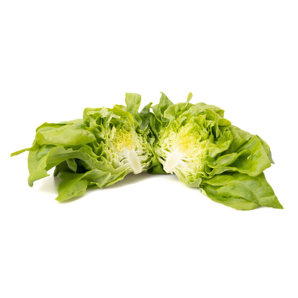 Lettuce Butterhead Cecilia RZ Seeds