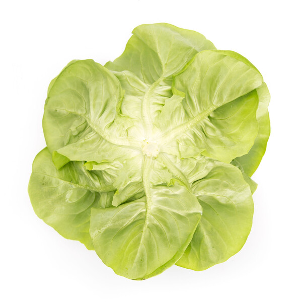 Lettuce Butterhead Cecilia RZ Seeds