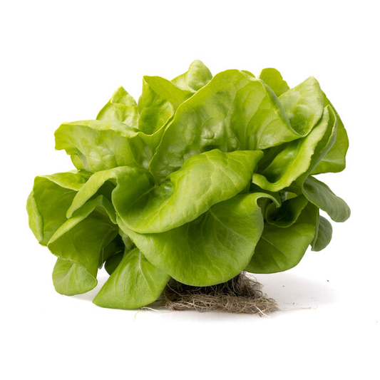 Lettuce Butterhead Cecilia RZ Seeds