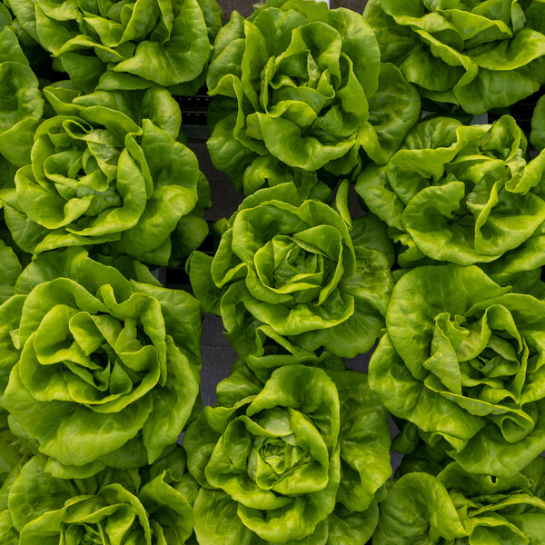 Lettuce Butterhead Cecilia RZ Seeds