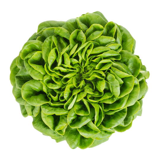 Lettuce Salanova Green Knox Chalmers RZ (79-145) Seeds