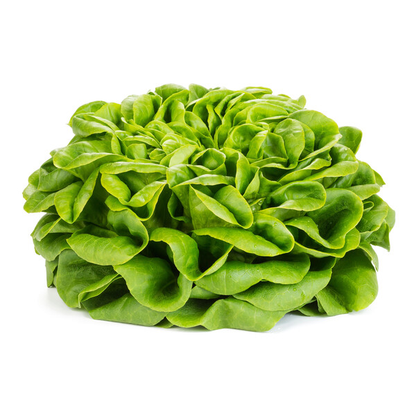 Lettuce Salanova Green Knox Chalmers RZ (79-145) Seeds
