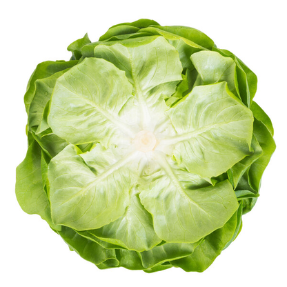 Lettuce Salanova Green Knox Chalmers RZ (79-145) Seeds