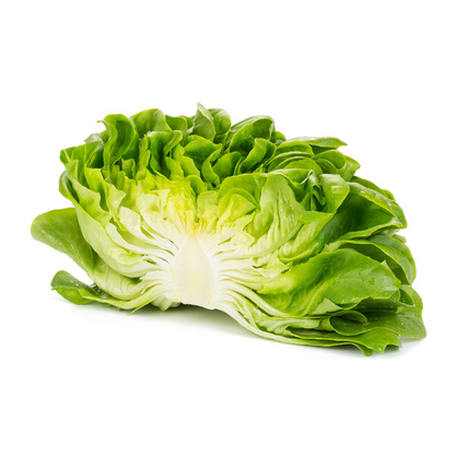 Lettuce Salanova Green Knox Chalmers RZ (79-145) Seeds