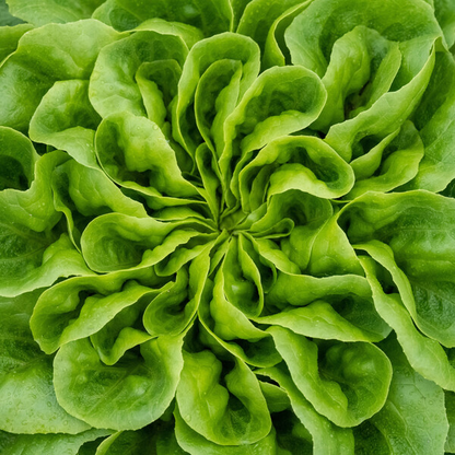 Lettuce Salanova Green Knox Chalmers RZ (79-145) Seeds