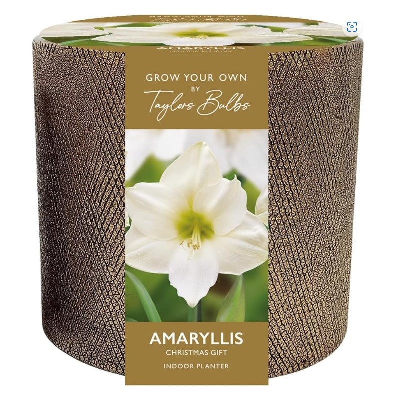 Amaryllis Bulb Christmas Gift in Ceramic Planter