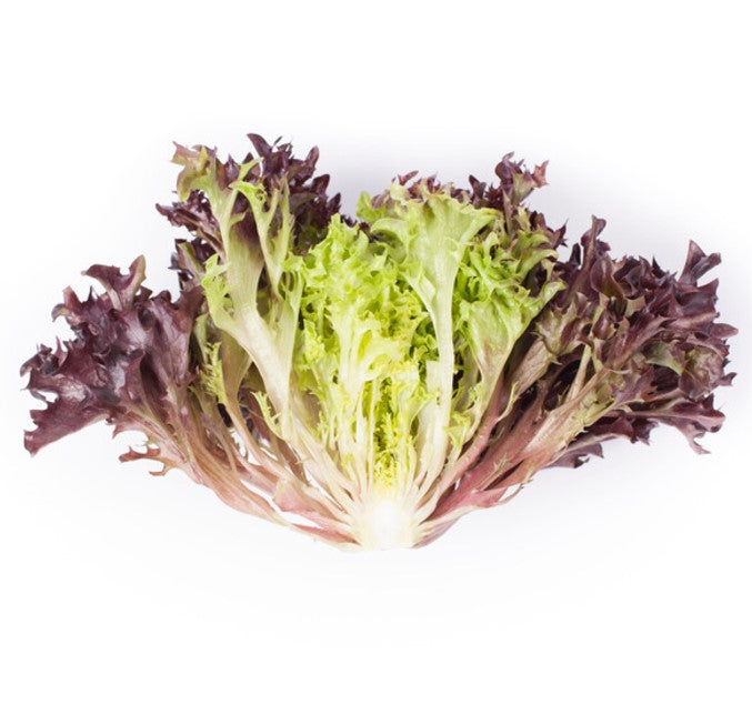 Lettuce Red Green Salanova Codex RZ (79-65) Seeds