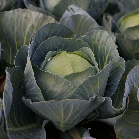 Cabbage Congama RZ F1 (30-717) Untreated Seeds