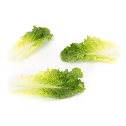 Lettuce Green Batavia Conversion RZ Seeds