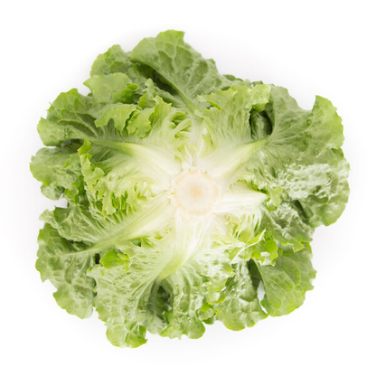Lettuce Green Batavia Conversion RZ Seeds